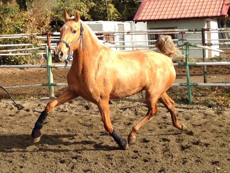 Venta de caballos españoles en San Sebastián de los Reyes